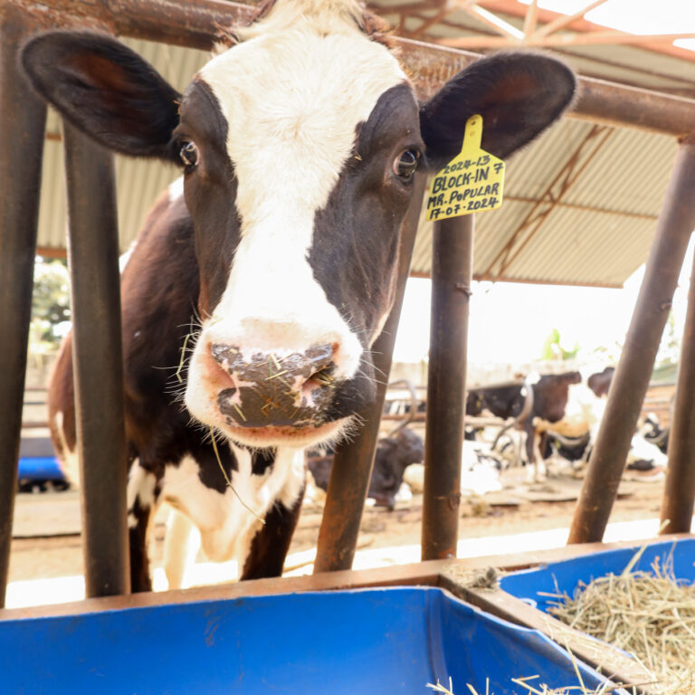 happy-calf