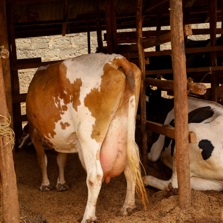 milk-producing-cow